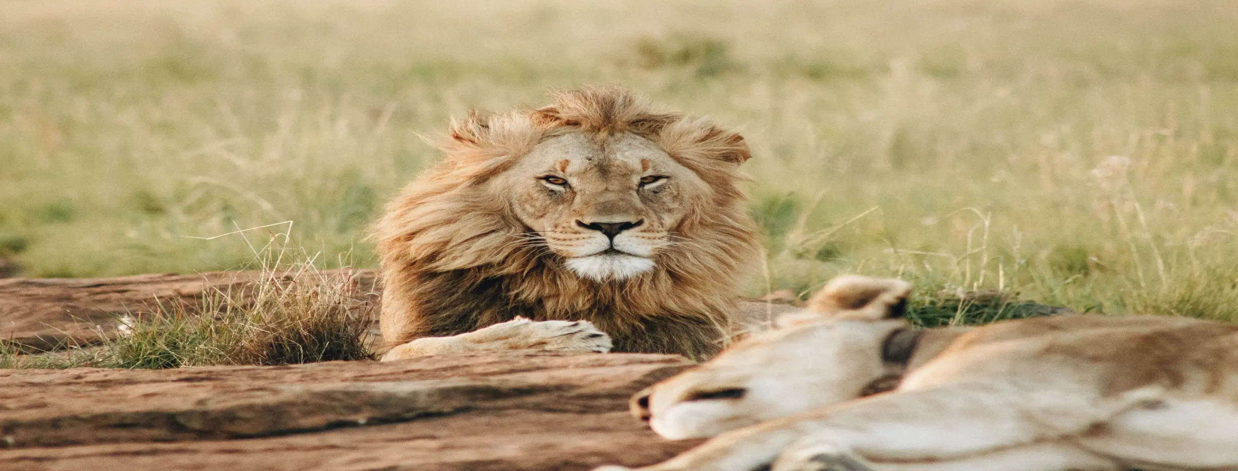 Image for Karachi Safari
